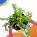 Yarrow - Achillea millefolium 'Sassy Taffy' - British Grown Herbaceous Perennial - Sprouts of Bristol