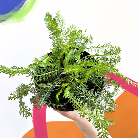 Yarrow - Achillea millefolium 'Sassy Taffy' - British Grown Herbaceous Perennial - Sprouts of Bristol