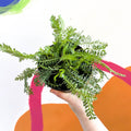 Yarrow - Achillea millefolium 'Sassy Taffy' - British Grown Herbaceous Perennial - Sprouts of Bristol