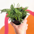 Yarrows - Achillea 'Pretty Belina' UK Grown - Sprouts of Bristol
