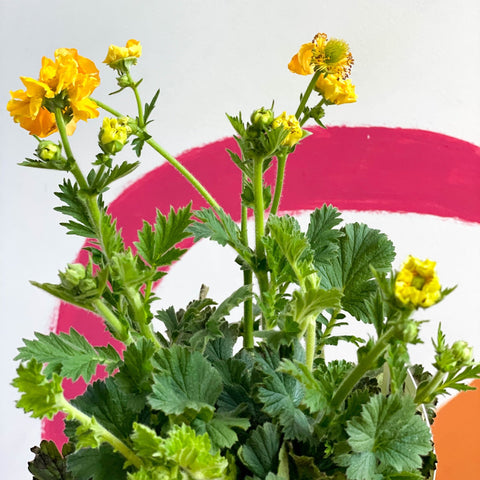 Yellow Avens - Geum 'Lady Stratheden' - Sprouts of Bristol