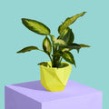 Yellow Block Colour Plant Pot - Medium - Sprouts of Bristol