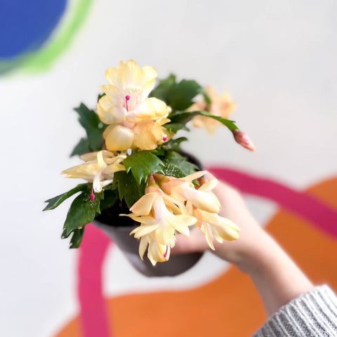 Yellow Christmas Cactus - Schlumbergera truncata 'Kime Dancer' - British Grown - Sprouts of Bristol