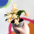 Yellow Christmas Cactus - Schlumbergera truncata 'Kime Dancer' - British Grown - Sprouts of Bristol