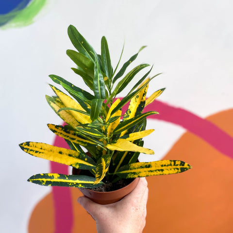 Yellow Croton - Codiaeum variegatum - Sprouts of Bristol