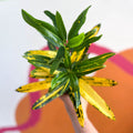 Yellow Croton - Codiaeum variegatum - Sprouts of Bristol