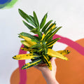 Yellow Croton - Codiaeum variegatum - Sprouts of Bristol