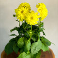 Yellow Dahlia 'Royal' - Sprouts of Bristol