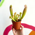 Yellow Pitcher Plant - Sarracenia flava - Sprouts of Bristol