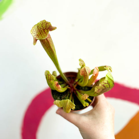 Yellow Pitcher Plant - Sarracenia flava - Sprouts of Bristol