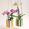 Yellow Small Stripy Hanging Pot - Sprouts of Bristol
