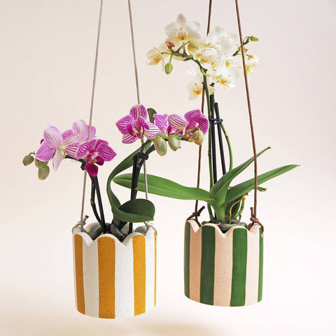 Yellow Small Stripy Hanging Pot - Sprouts of Bristol