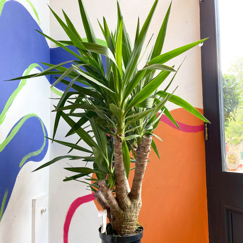 Yucca elephantipes - British Grown - Sprouts of Bristol