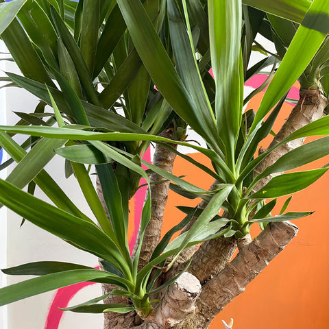 Yucca elephantipes - British Grown - Sprouts of Bristol