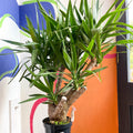 Yucca elephantipes - British Grown - Sprouts of Bristol