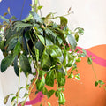 Zebra Lipstick Plant - Aeschynanthus marmoratus - Sprouts of Bristol