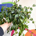 Zebra Lipstick Plant - Aeschynanthus marmoratus - Sprouts of Bristol