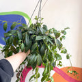 Zebra Lipstick Plant - Aeschynanthus marmoratus - Sprouts of Bristol
