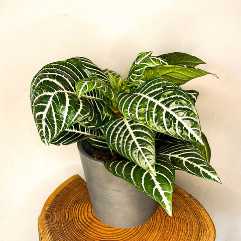 Zebra Plant - Aphelandra squarrosa - Sprouts of Bristol
