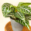 Zebra Plant - Aphelandra squarrosa - Sprouts of Bristol