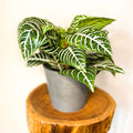 Zebra Plant - Aphelandra squarrosa - Sprouts of Bristol
