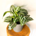 Zebra Plant - Aphelandra squarrosa - Sprouts of Bristol