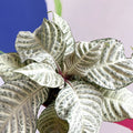 Zebra Plant - Aphelandra squarrosa 'White Wash' - Sprouts of Bristol