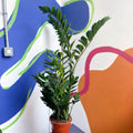 ZZ Plant - Zamioculcas zamiifolia - Sprouts of Bristol