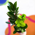 ZZ Plant - Zamioculcas zamiifolia - Sprouts of Bristol
