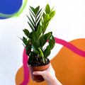 ZZ Plant - Zamioculcas zamiifolia - Sprouts of Bristol