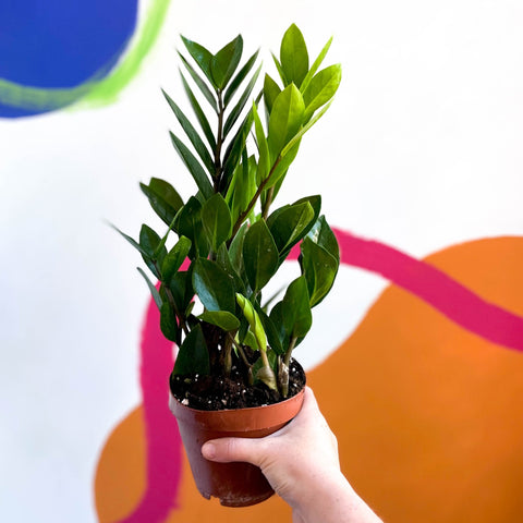 ZZ Plant - Zamioculcas zamiifolia - Sprouts of Bristol