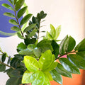 ZZ Plant - Zamioculcas zamiifolia - Sprouts of Bristol