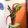 ZZ Plant - Zamioculcas zamiifolia - Sprouts of Bristol