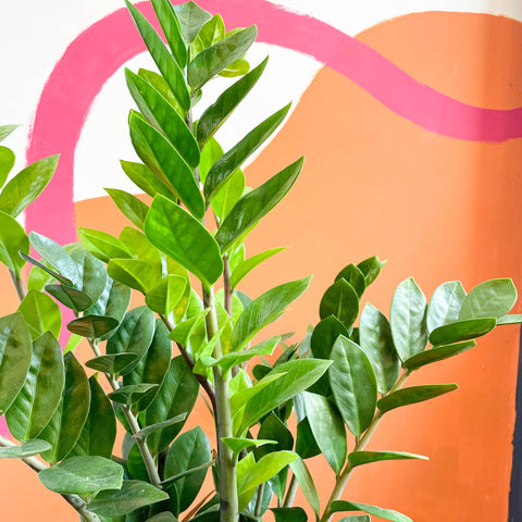 ZZ Plant - Zamioculcas zamiifolia - Sprouts of Bristol