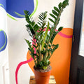 ZZ Plant - Zamioculcas zamiifolia - Sprouts of Bristol
