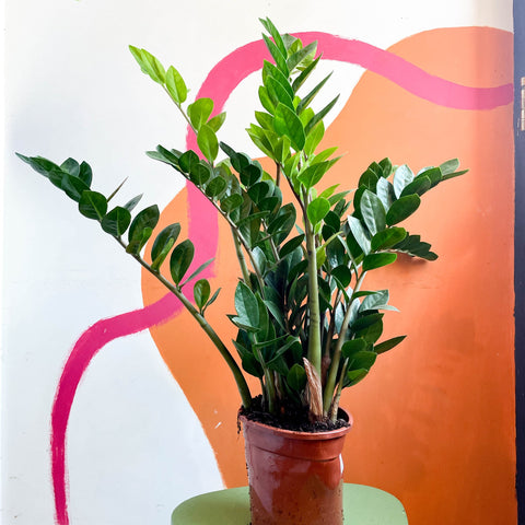 ZZ Plant - Zamioculcas zamiifolia - Sprouts of Bristol