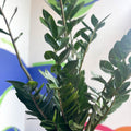 ZZ Plant - Zamioculcas zamiifolia - Sprouts of Bristol