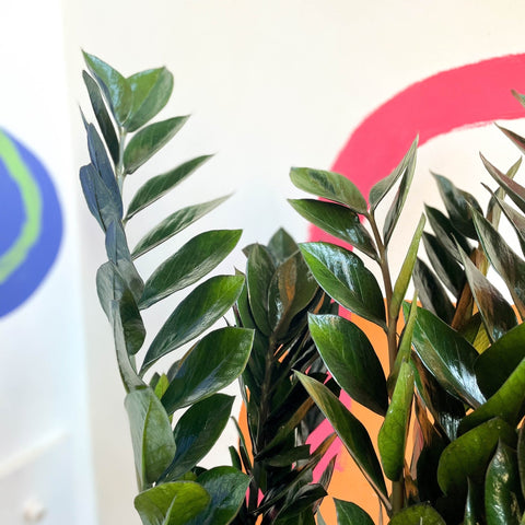 ZZ Plant - Zamioculcas zamiifolia 'Super Nova' - Sprouts of Bristol