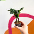 ZZ Plant - Zamioculcas zamiifolia 'Zenzi' - Sprouts of Bristol