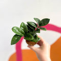 ZZ Plant - Zamioculcas zamiifolia 'Zenzi' - Sprouts of Bristol
