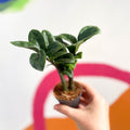 ZZ Plant - Zamioculcas zamiifolia 'Zenzi' - Sprouts of Bristol