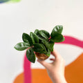 ZZ Plant - Zamioculcas zamiifolia 'Zenzi' - Sprouts of Bristol