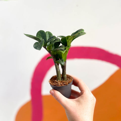 ZZ Plant - Zamioculcas zamiifolia 'Zenzi' - Sprouts of Bristol