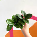 ZZ Plant - Zamioculcas zamiifolia 'Zenzi' - Sprouts of Bristol