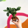 ZZ Plant - Zamioculcas zamiifolia 'Zenzi' - Sprouts of Bristol