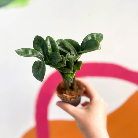 ZZ Plant - Zamioculcas zamiifolia 'Zenzi' - Sprouts of Bristol