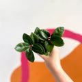 ZZ Plant - Zamioculcas zamiifolia 'Zenzi' - Sprouts of Bristol